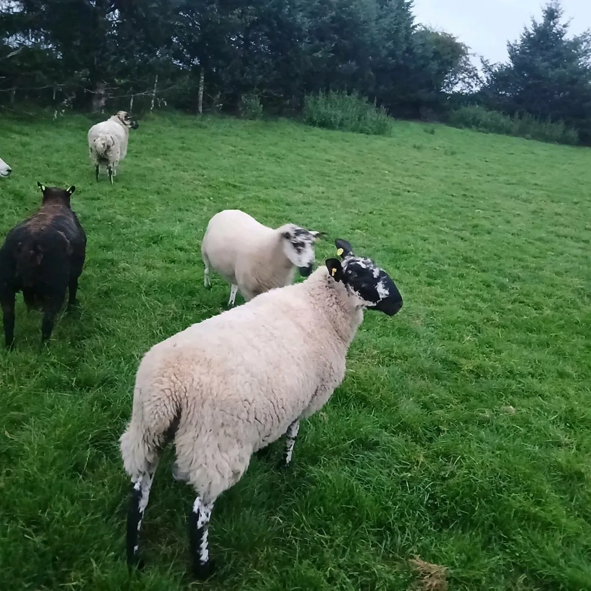 4 Hogget rams - Image 3