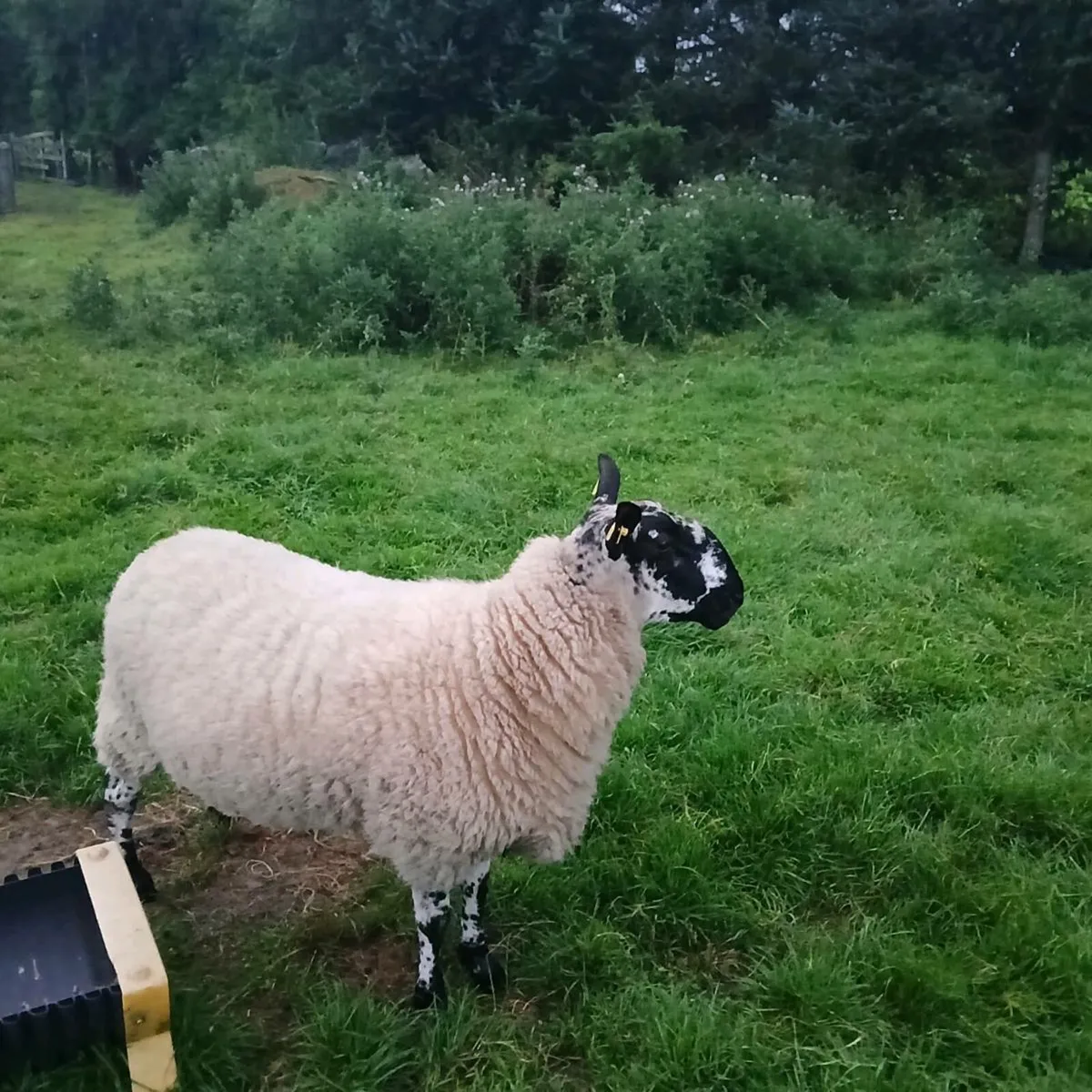 4 Hogget rams - Image 4