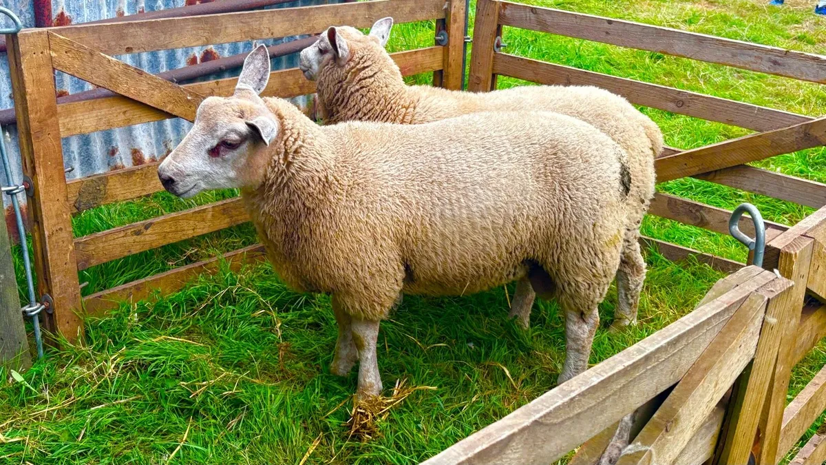 Char/Tex Ram Lambs - Image 3