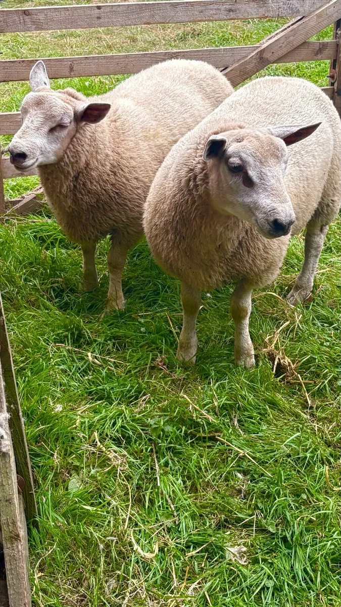 Char/Tex Ram Lambs - Image 4