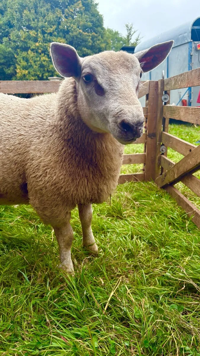 Char/Tex Ram Lambs - Image 1