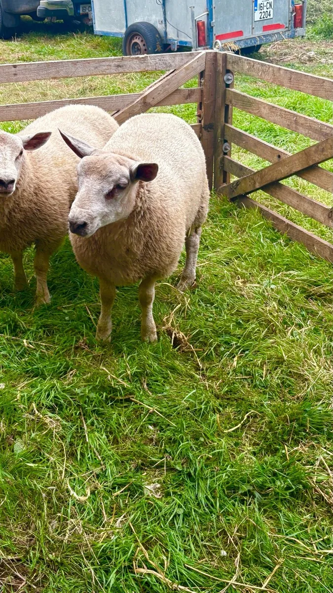 Char/Tex Ram Lambs - Image 2