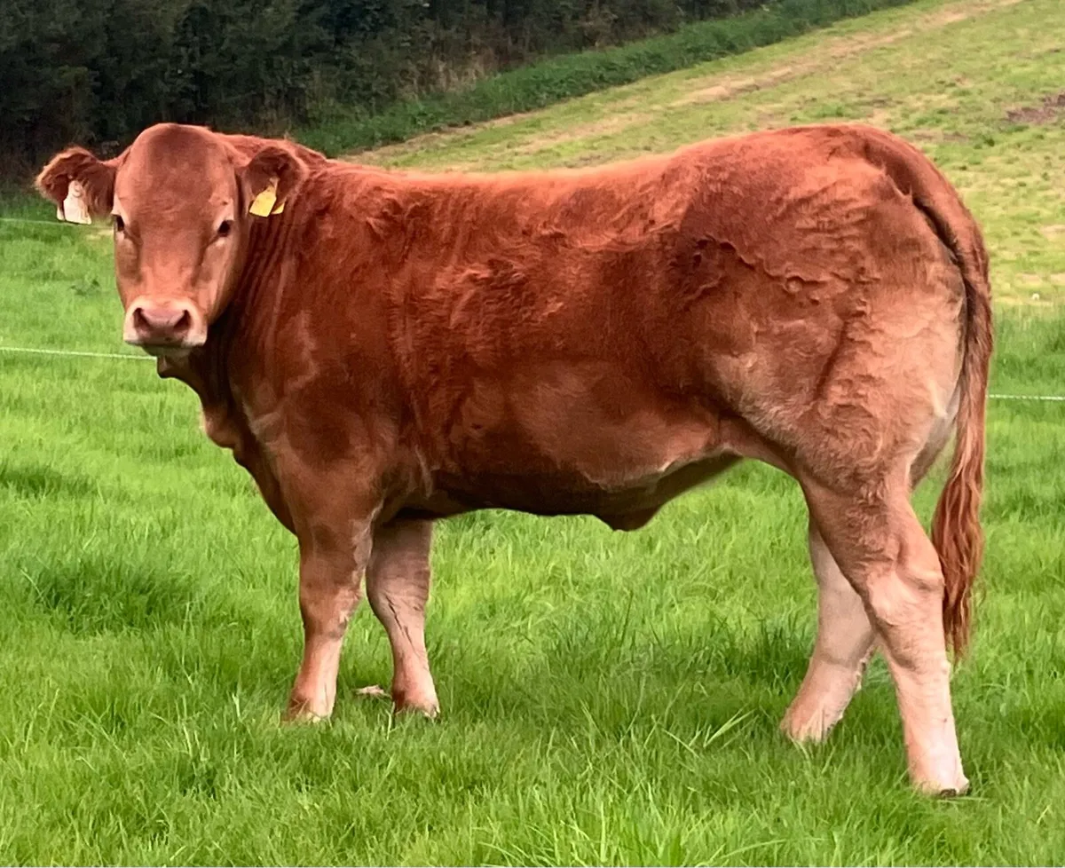 Two serious quality 5⭐️ weanling heifers - Image 1