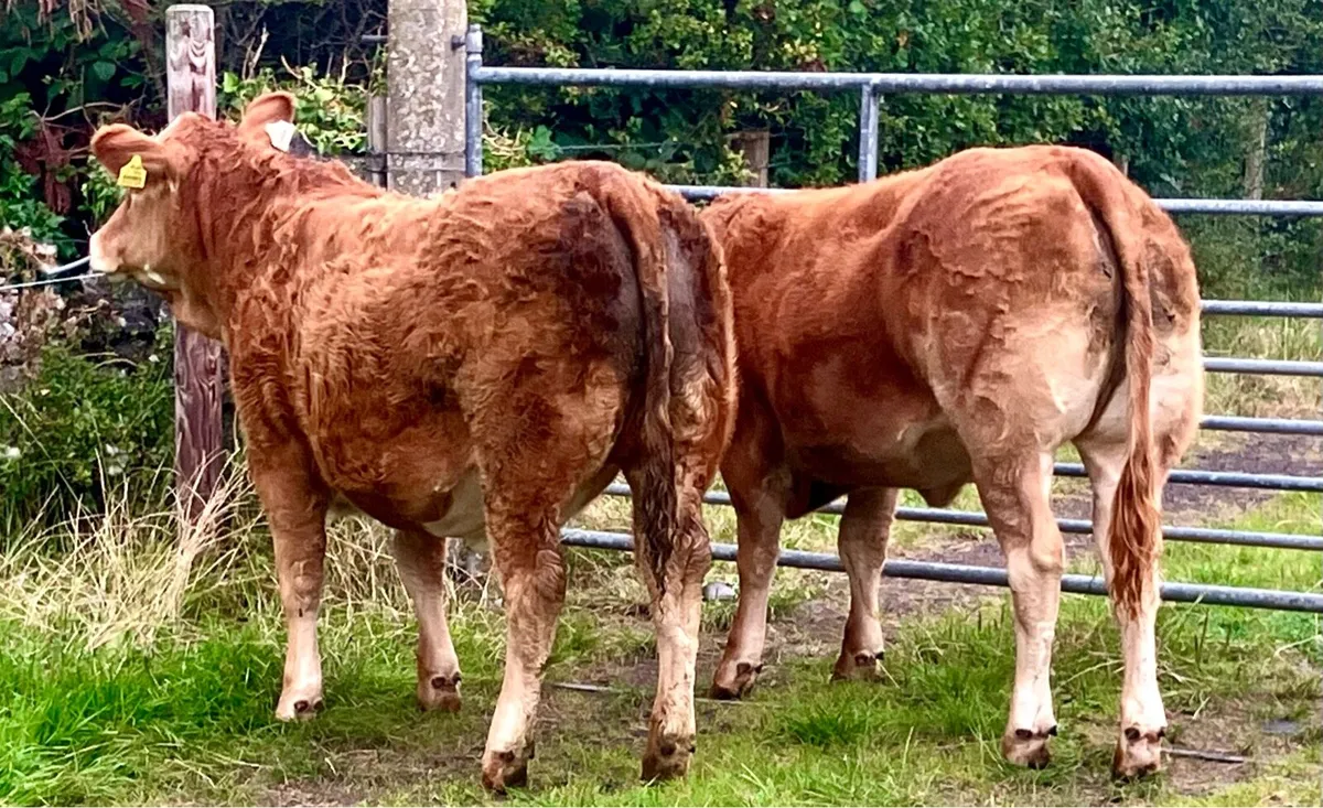 Two serious quality 5⭐️ weanling heifers - Image 2