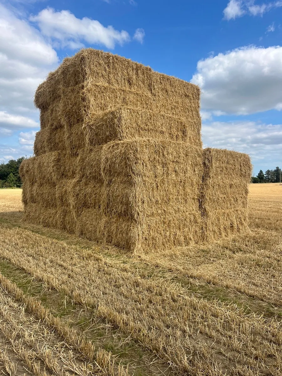 Top Quality barley straw in 8x4x3s barley straw - Image 1