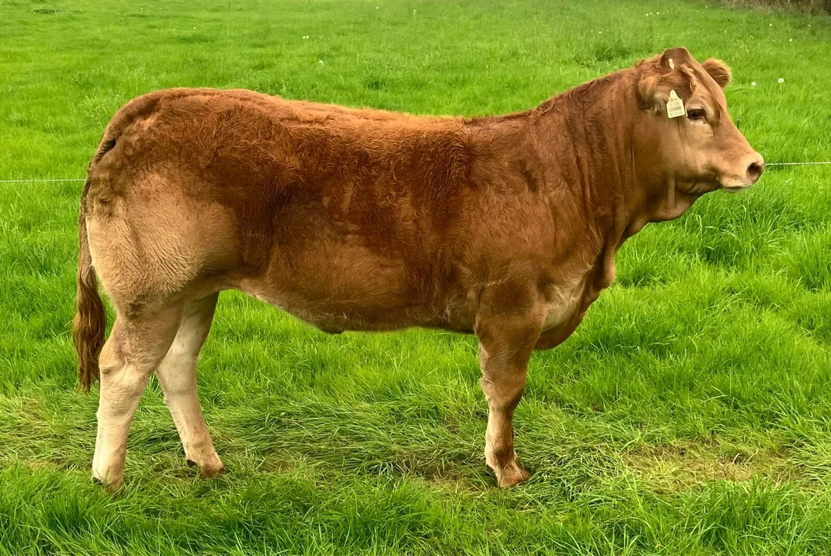 Two serious quality 5⭐️ weanling heifers - Image 3
