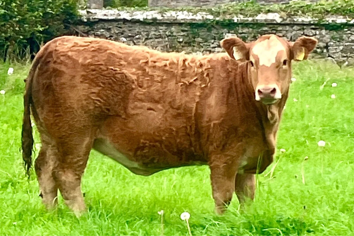 Two serious quality 5⭐️ weanling heifers - Image 4