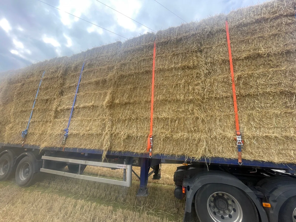 Top Quality barley straw in 8x4x3s barley straw - Image 4
