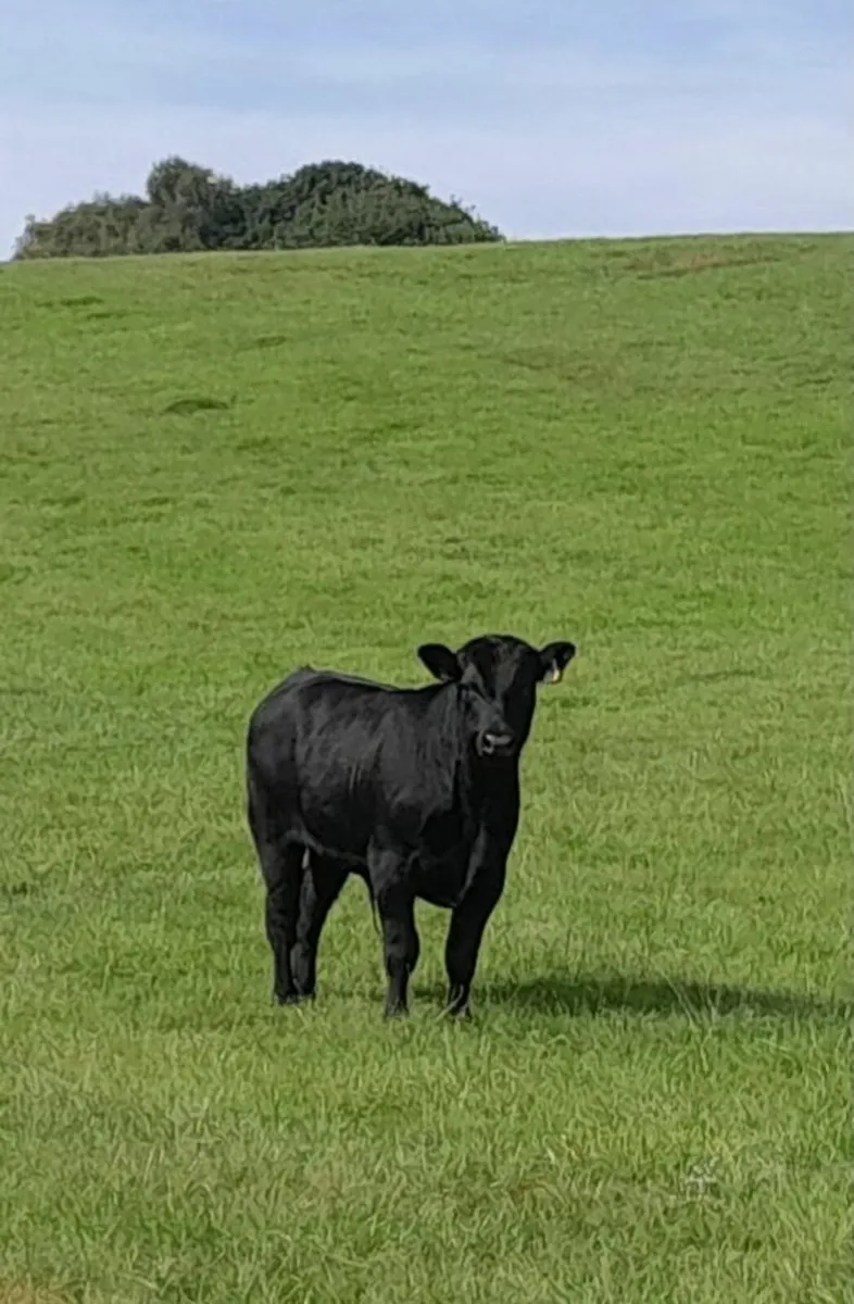 Pedigree Registered AA Bull - Image 1