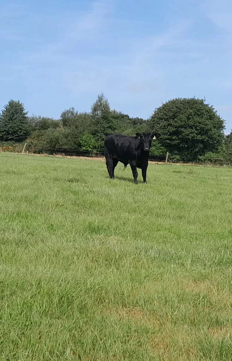 Pedigree Registered AA Bull - Image 2
