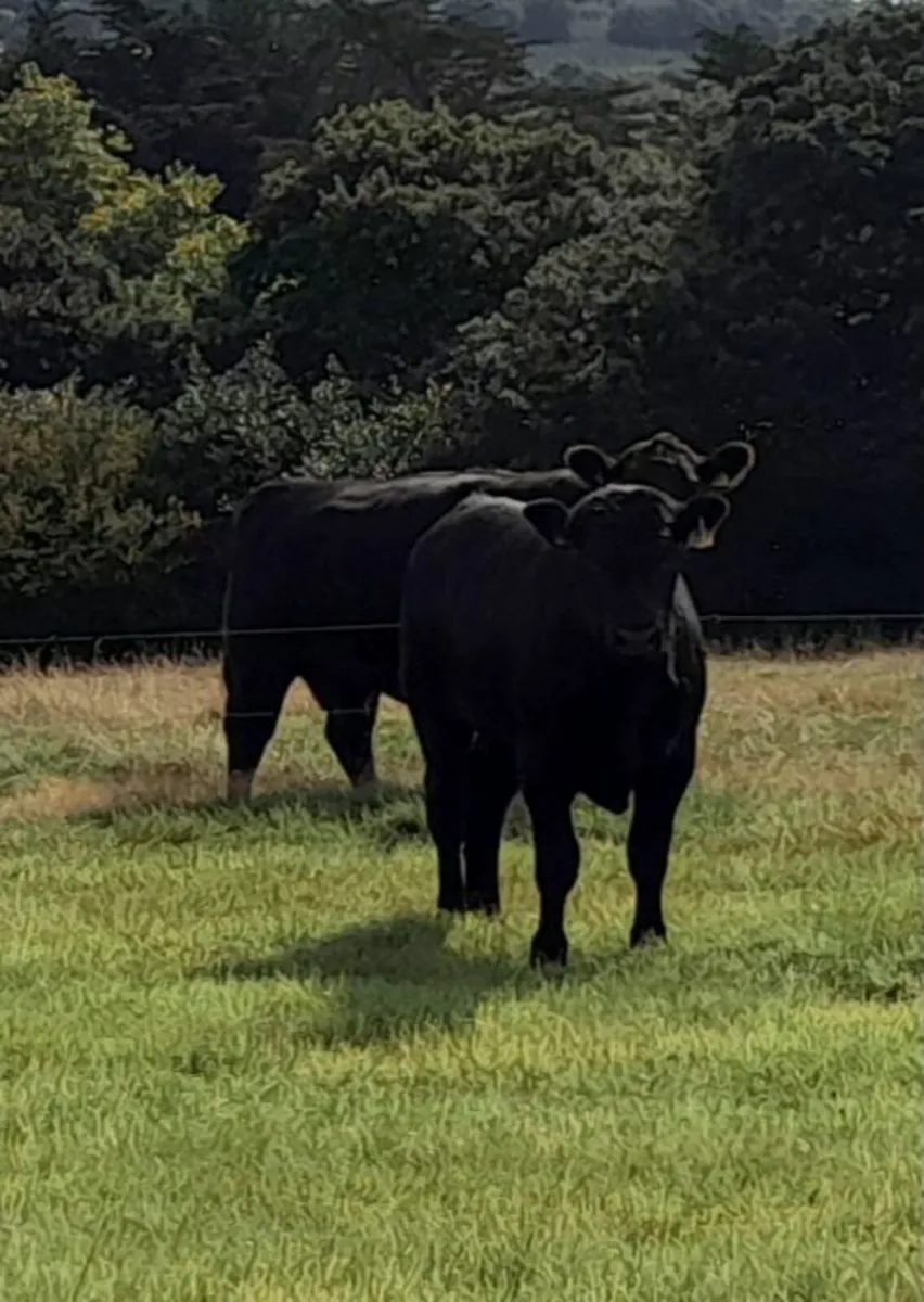 Pedigree Registered AA Bull - Image 3