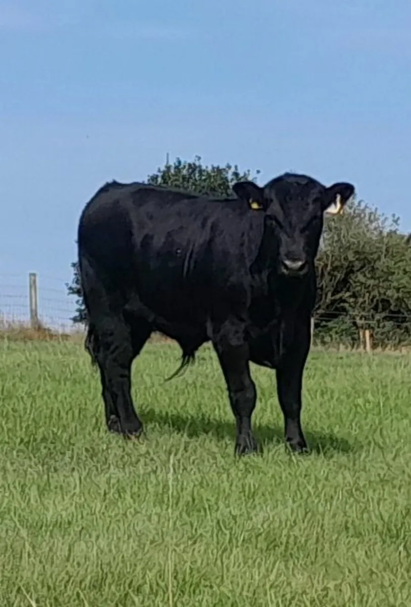 Pedigree Registered AA Bull - Image 4