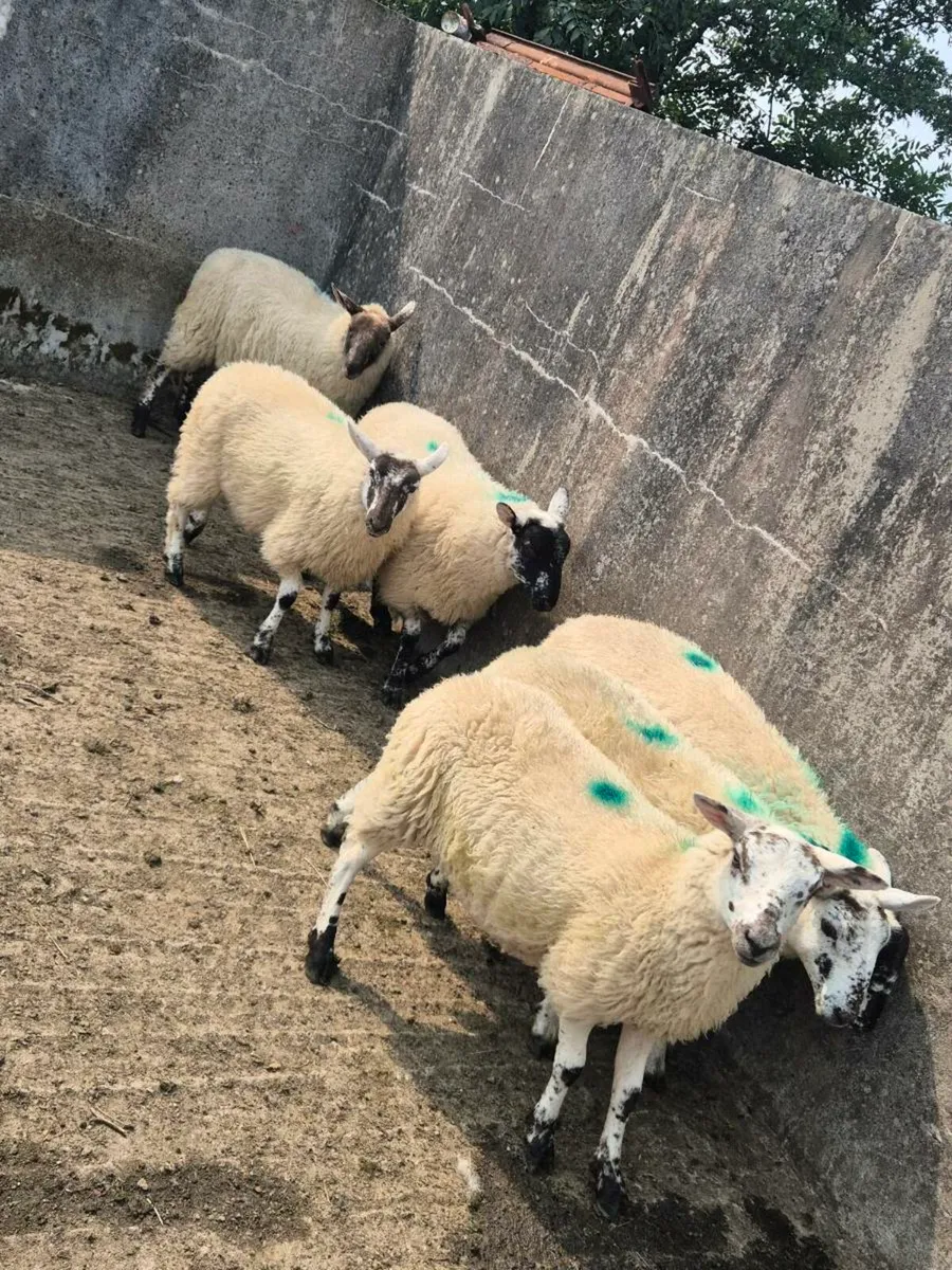Organic ewe lambs - Image 1