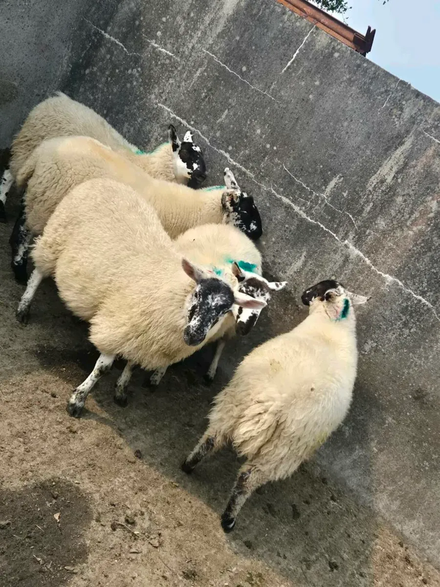 Organic ewe lambs - Image 2