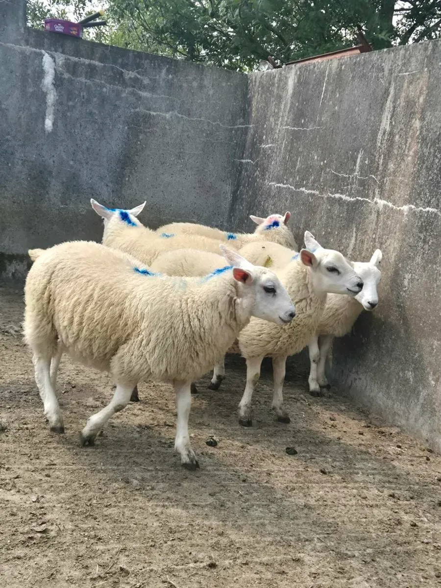 Organic ewe lambs - Image 3