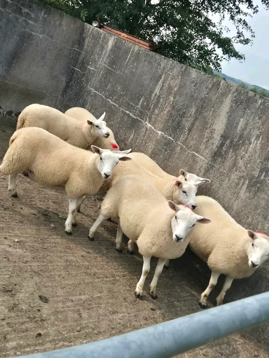 Organic ewe lambs - Image 4