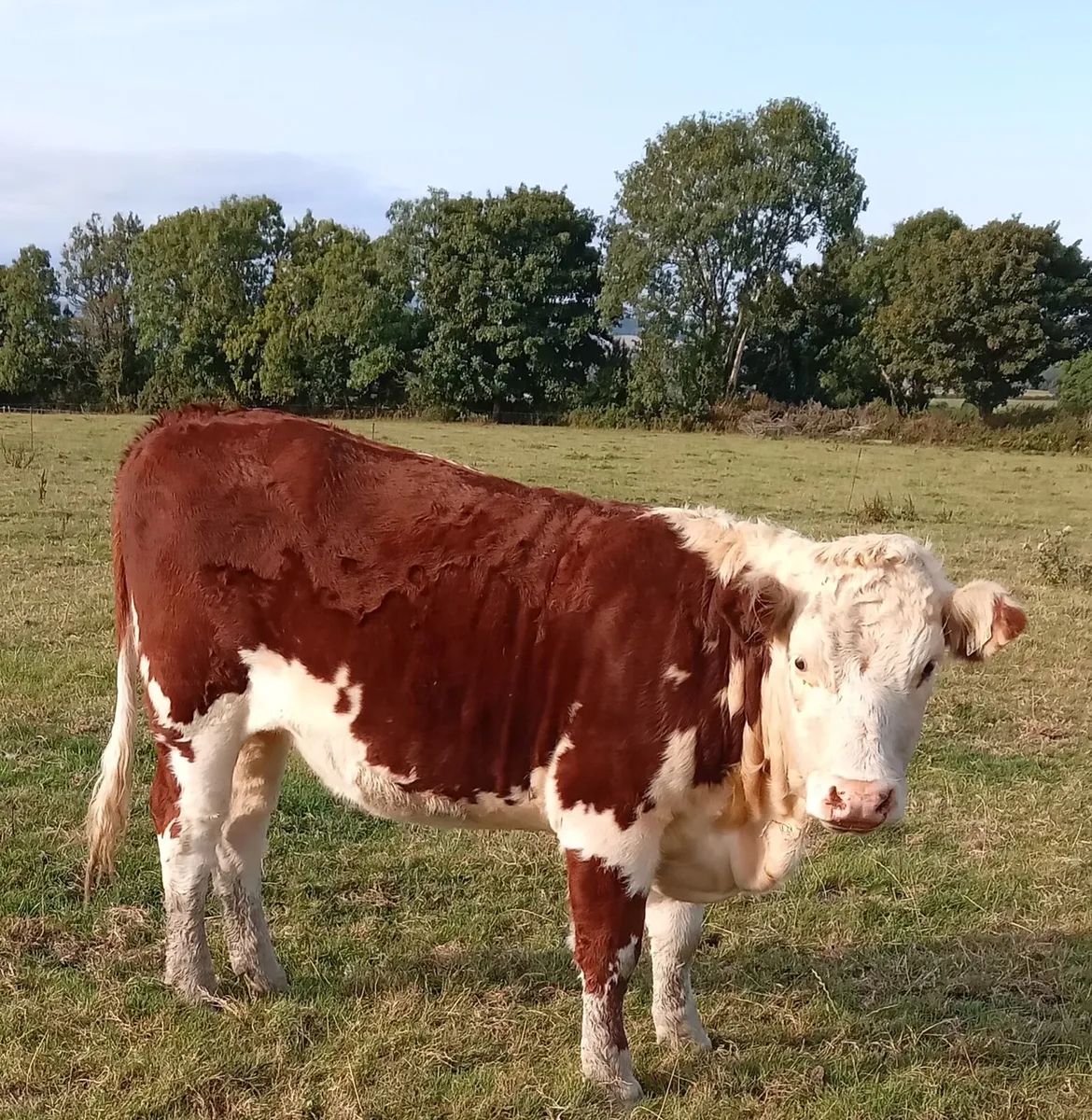 Pedigree Hereford Heifers - Image 1