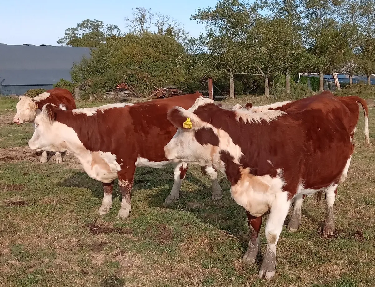 Pedigree Hereford Heifers - Image 2