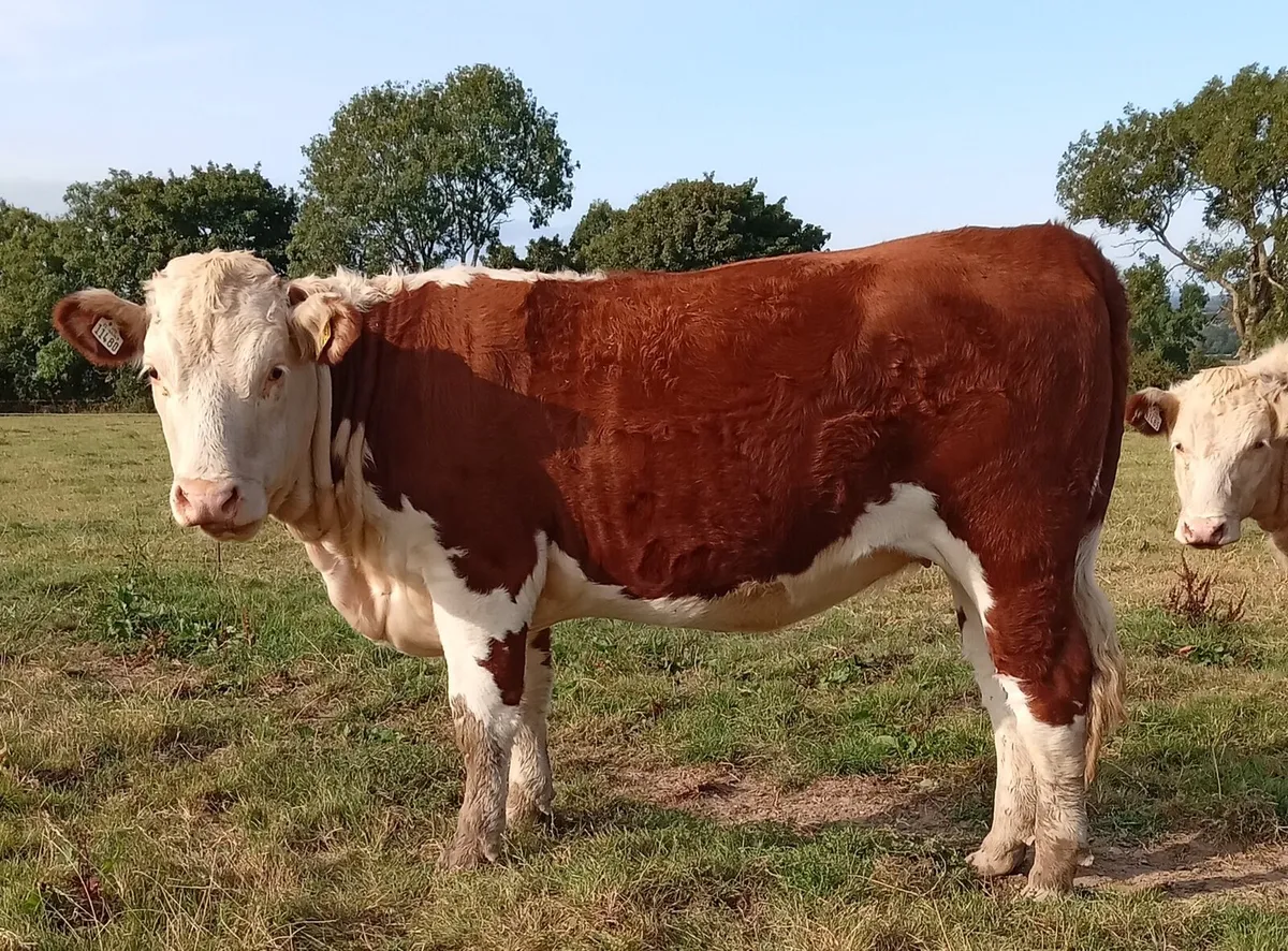 Pedigree Hereford Heifers - Image 3