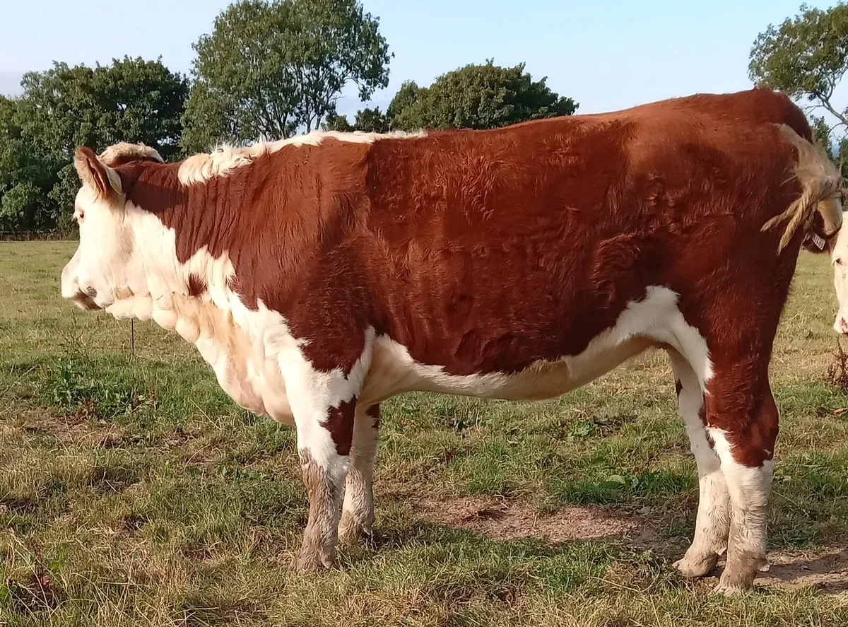 Pedigree Hereford Heifers - Image 4