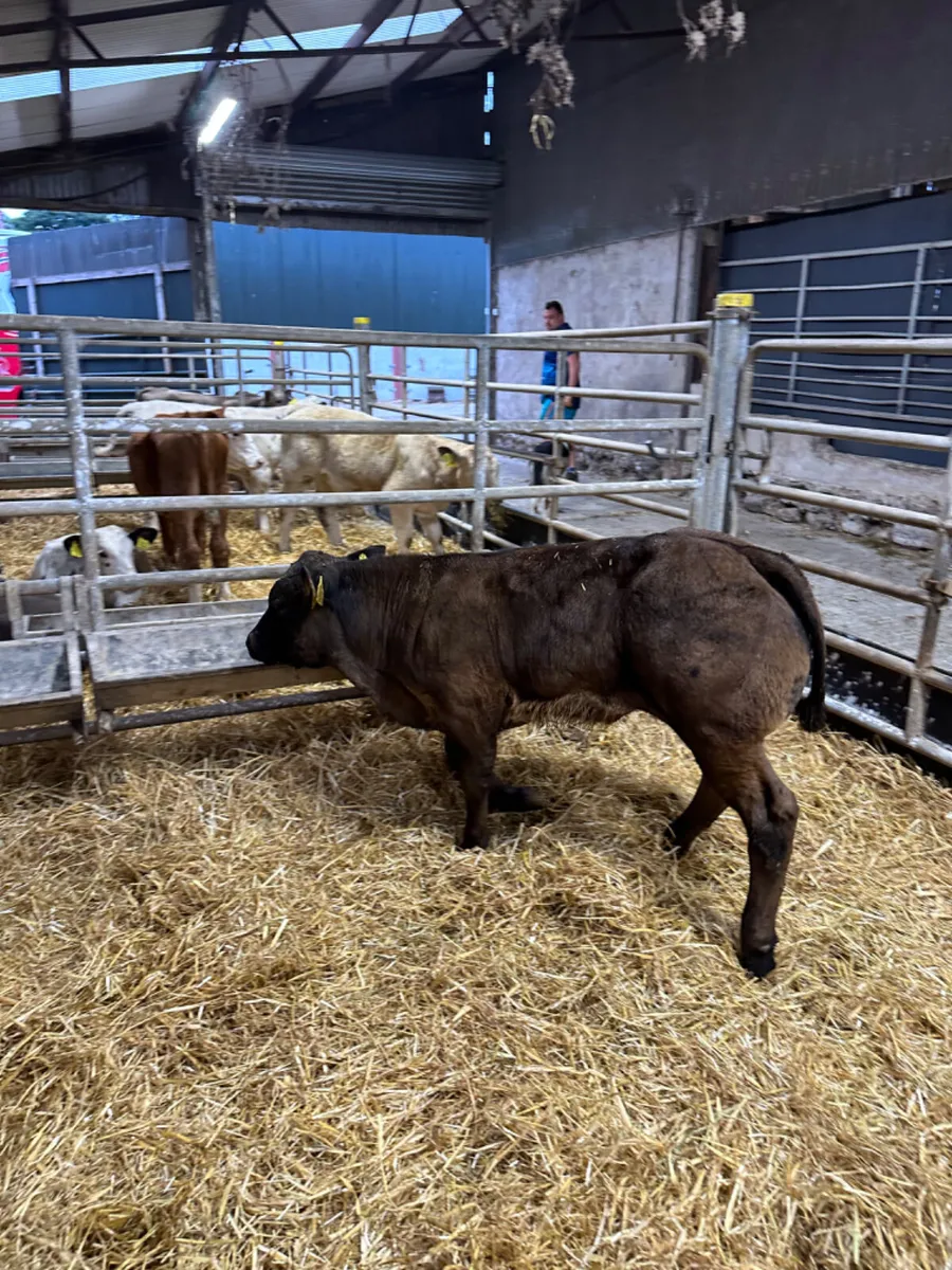 E grade lim bull - Image 3