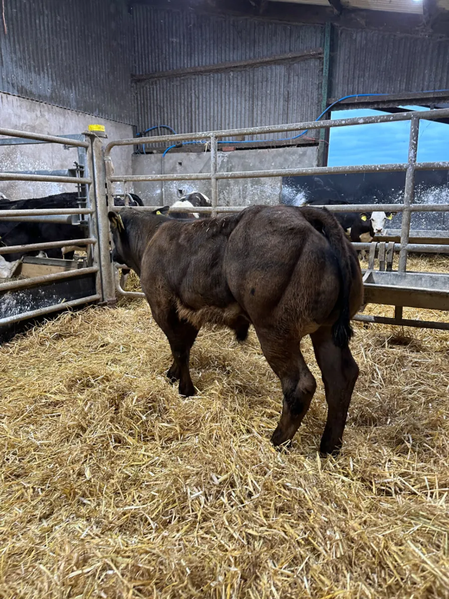 E grade lim bull - Image 2