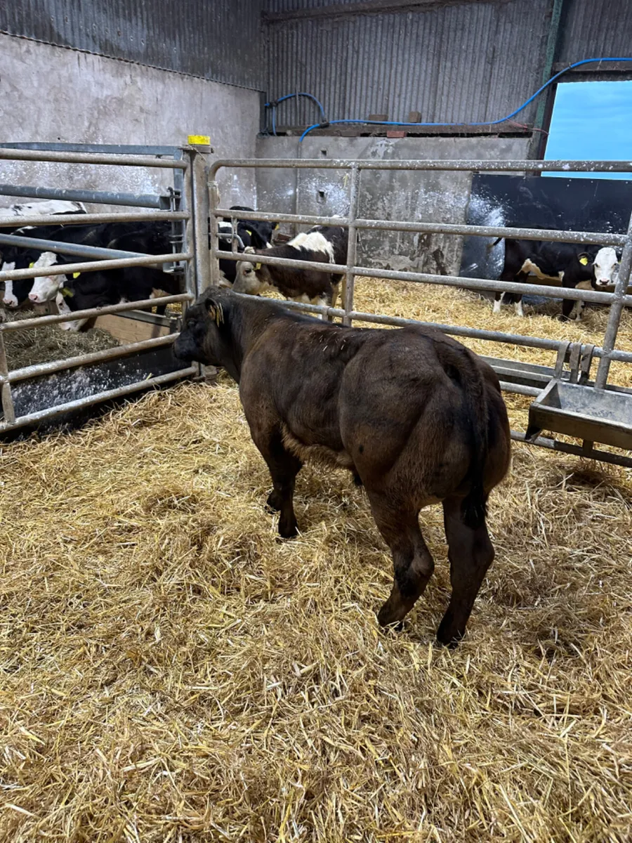 E grade lim bull - Image 4