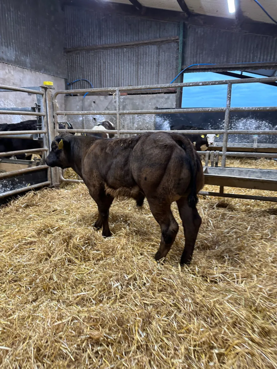 E grade lim bull - Image 1