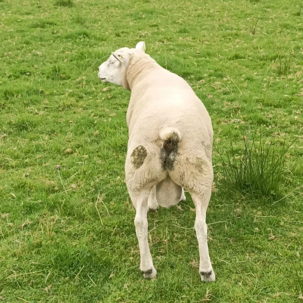 Pb texel ram - Image 2