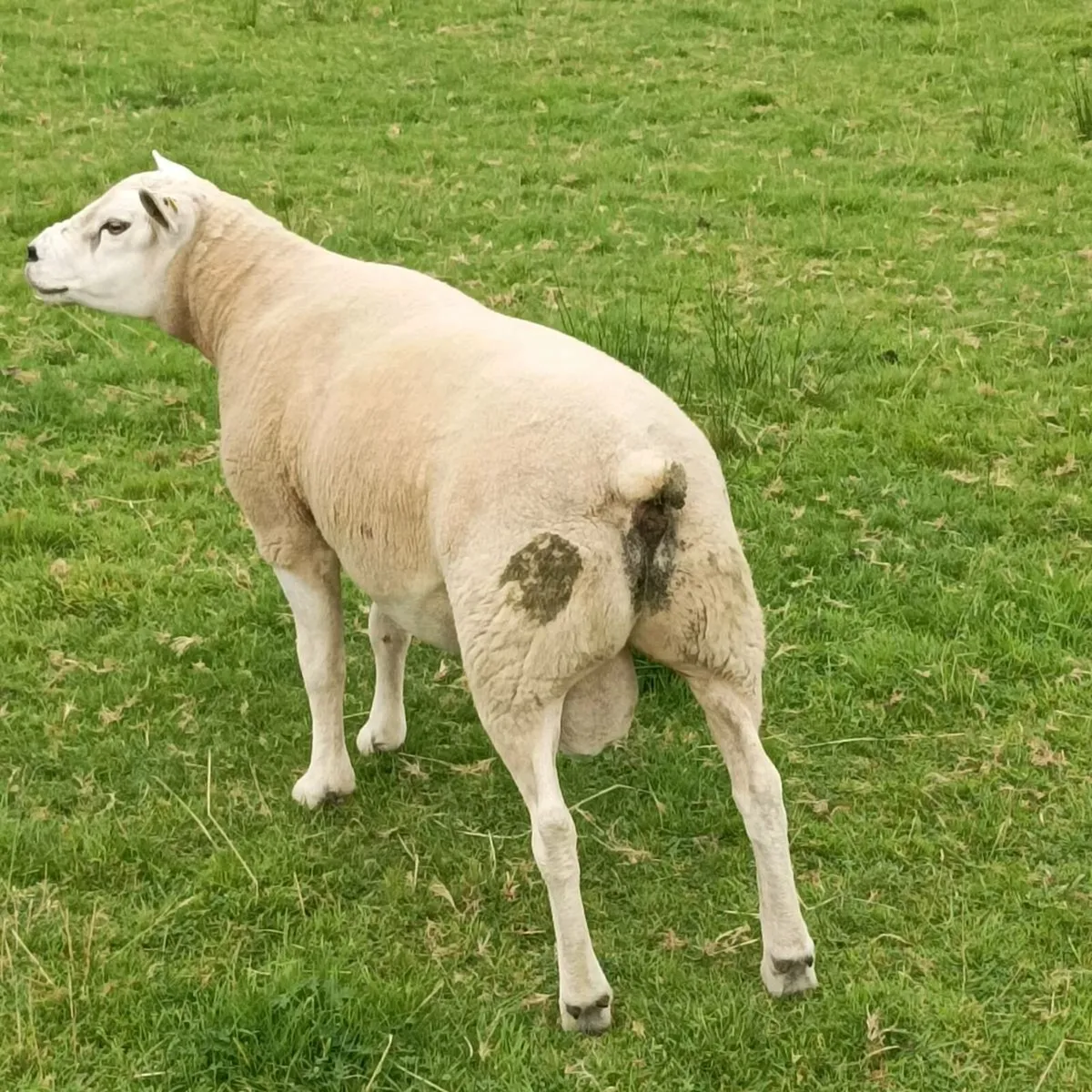 Pb texel ram - Image 3