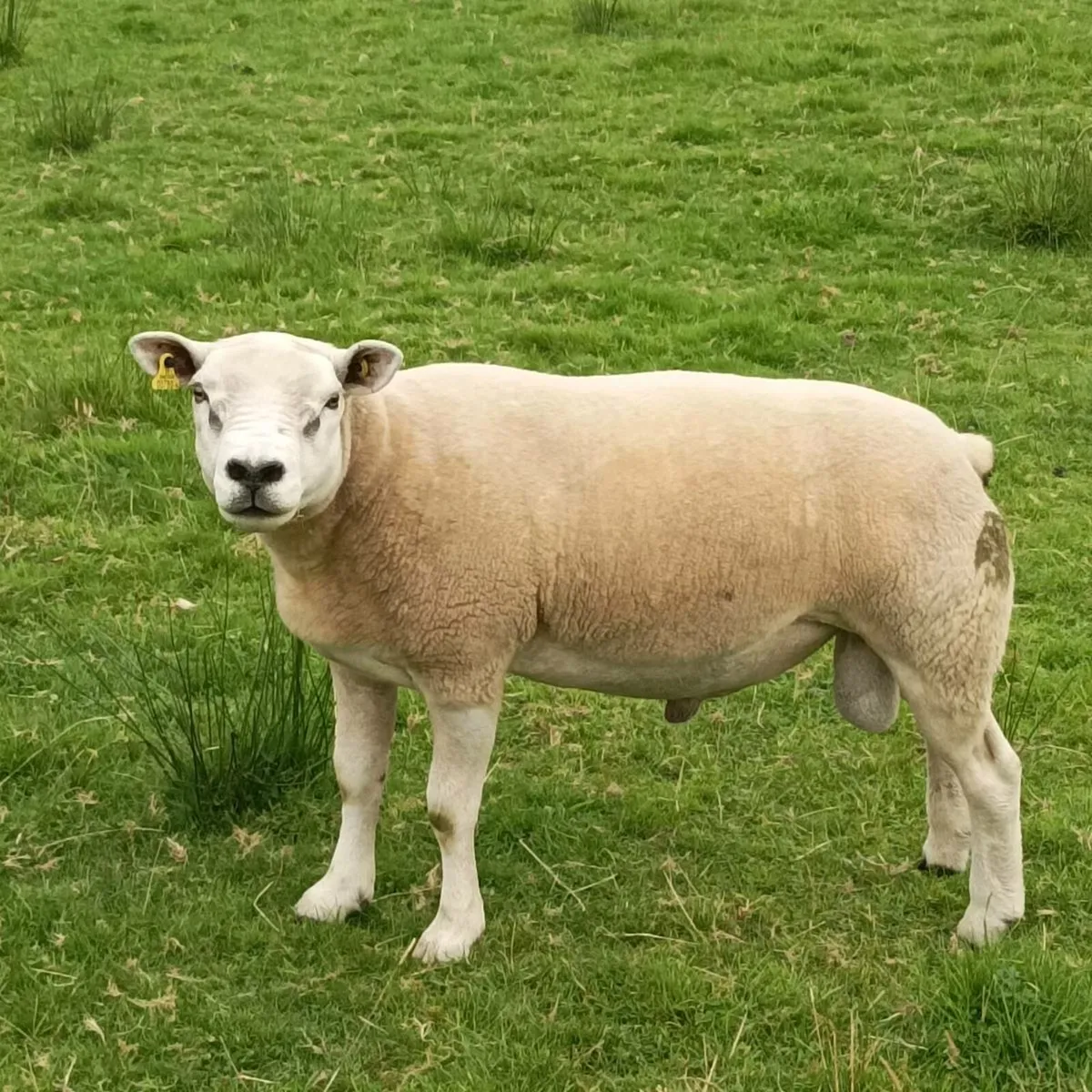 Pb texel ram - Image 4