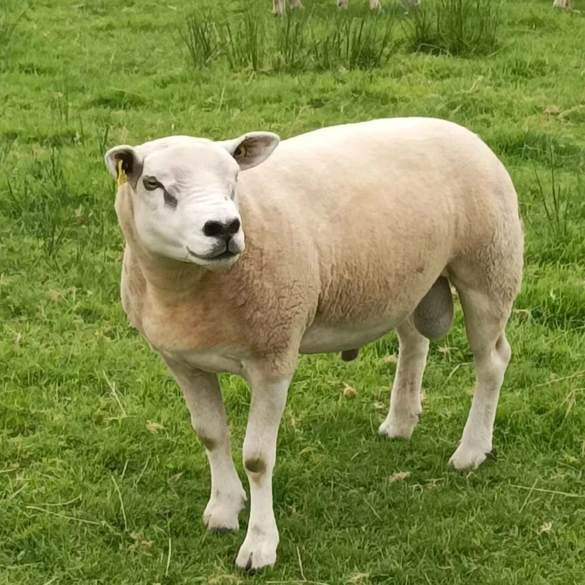Pb texel ram - Image 1