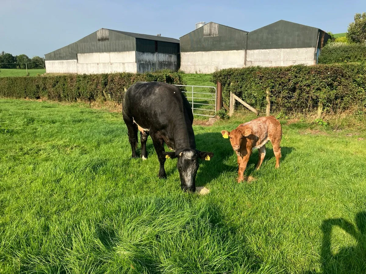 Heifer and calf for Clogher