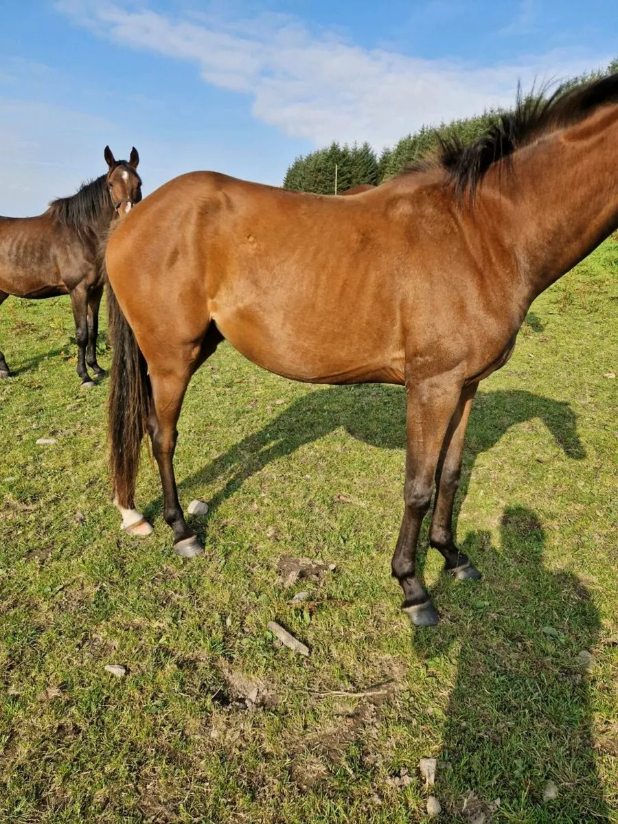 Mare - Image 2