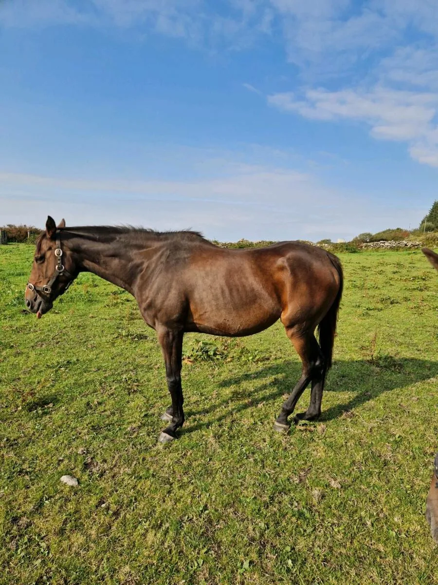 Mare - Image 3