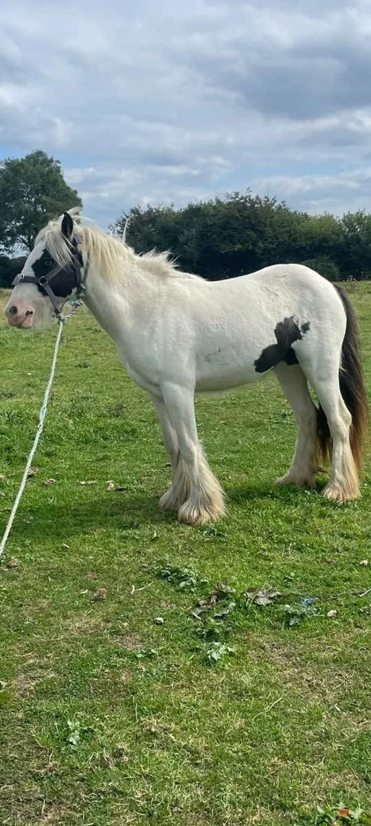Horse - Image 1