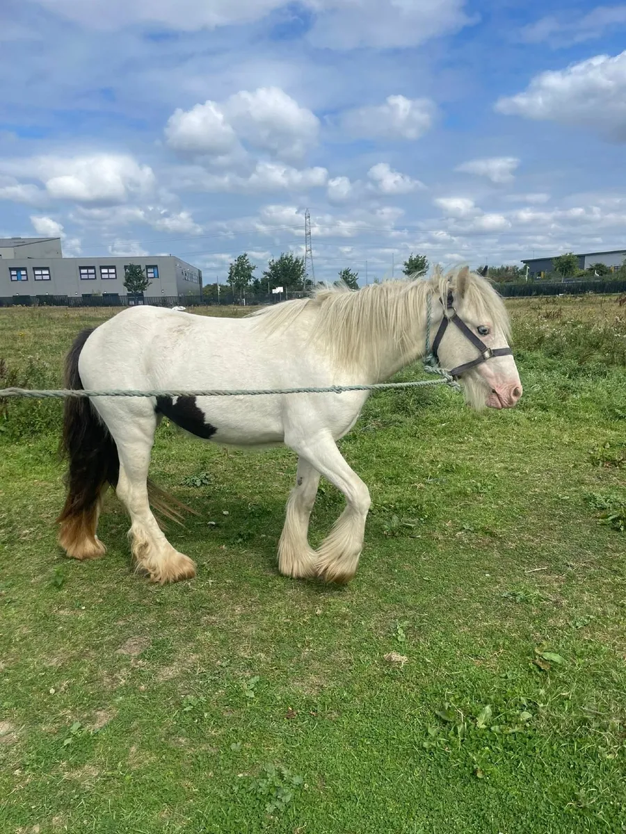 Horse - Image 2