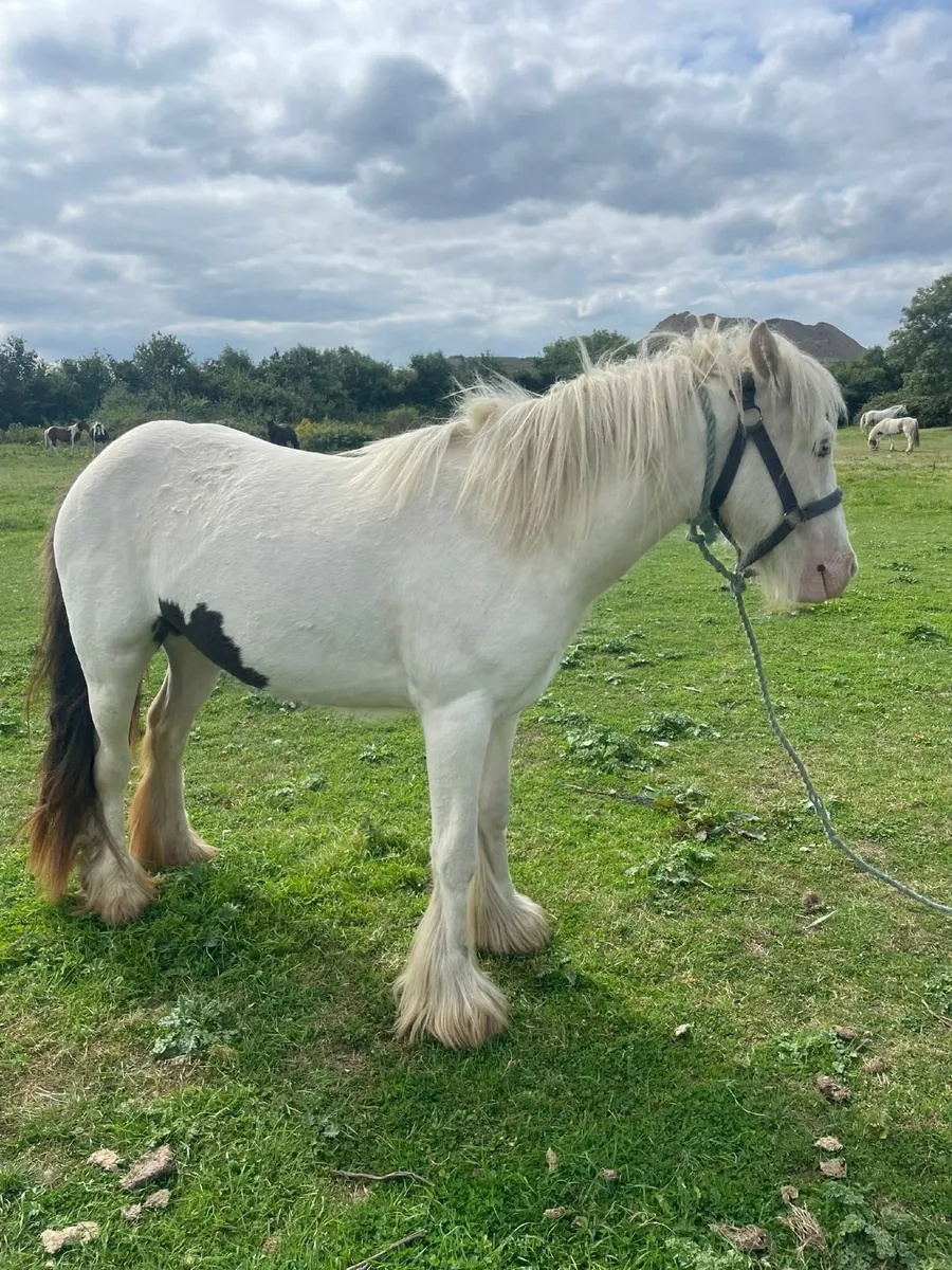 Horse - Image 3