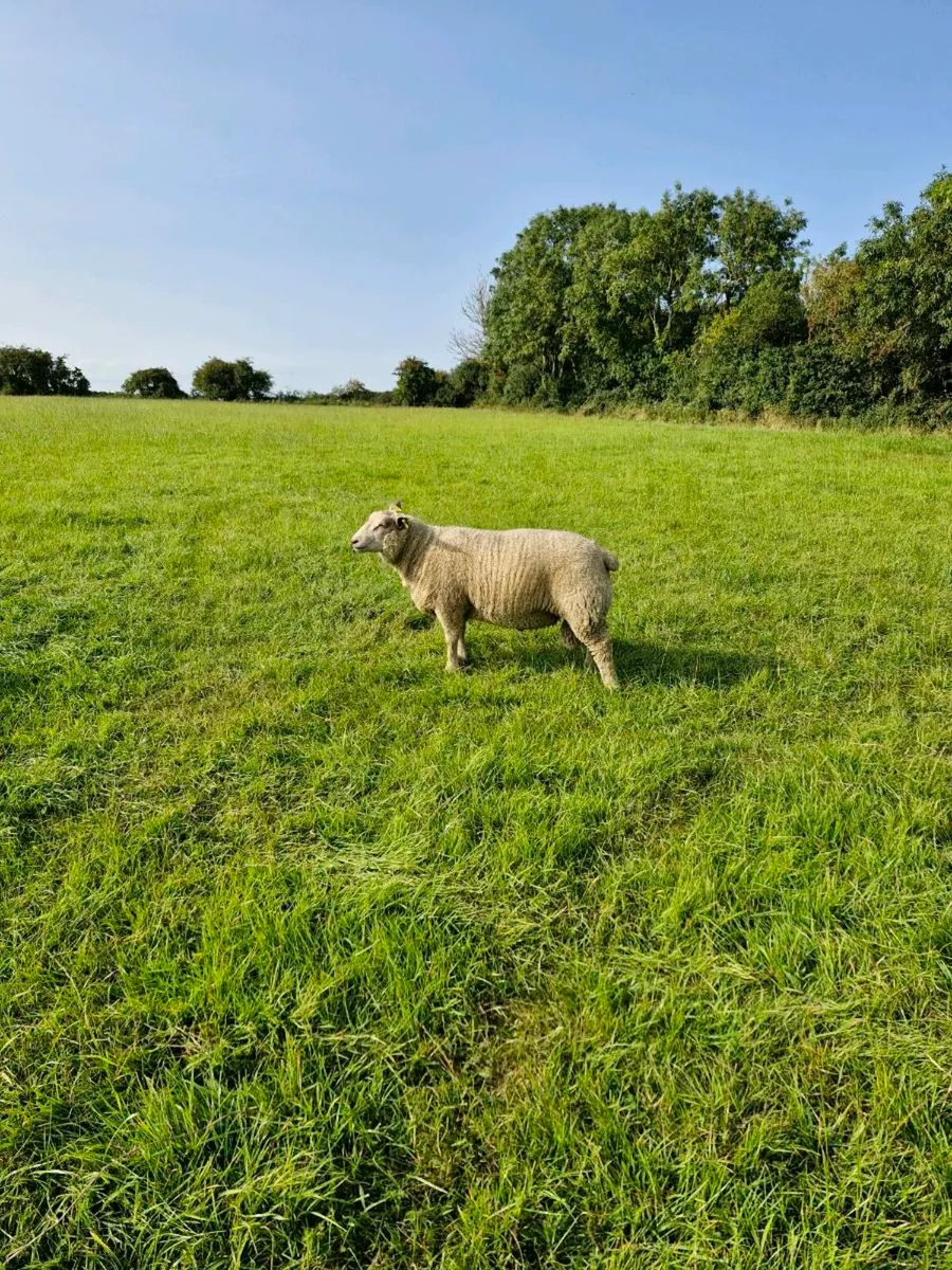 Pedigree Charollais Ram Lambs - Image 1