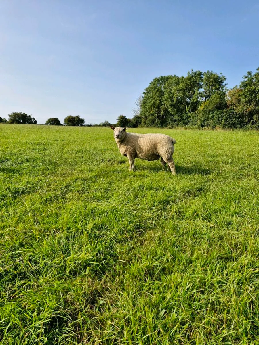 Pedigree Charollais Ram Lambs - Image 2