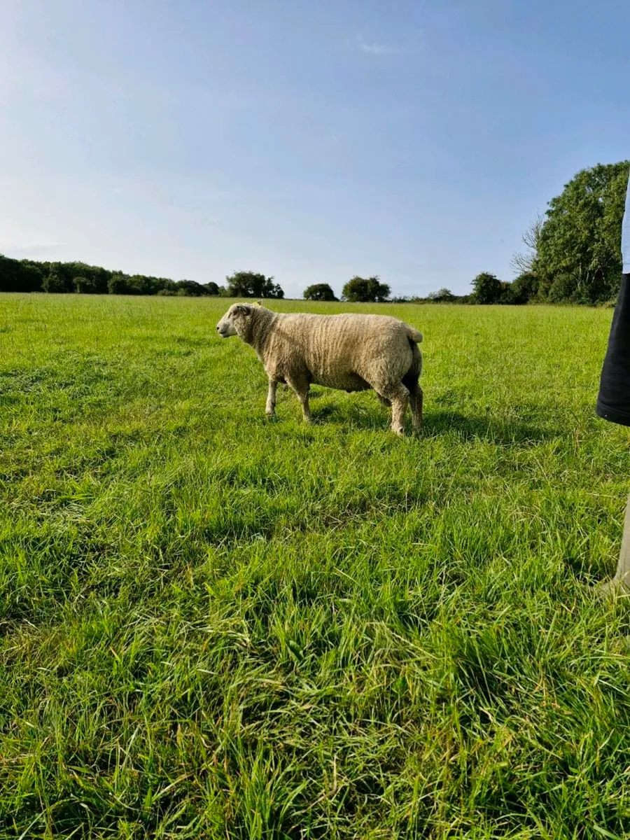 Pedigree Charollais Ram Lambs - Image 3