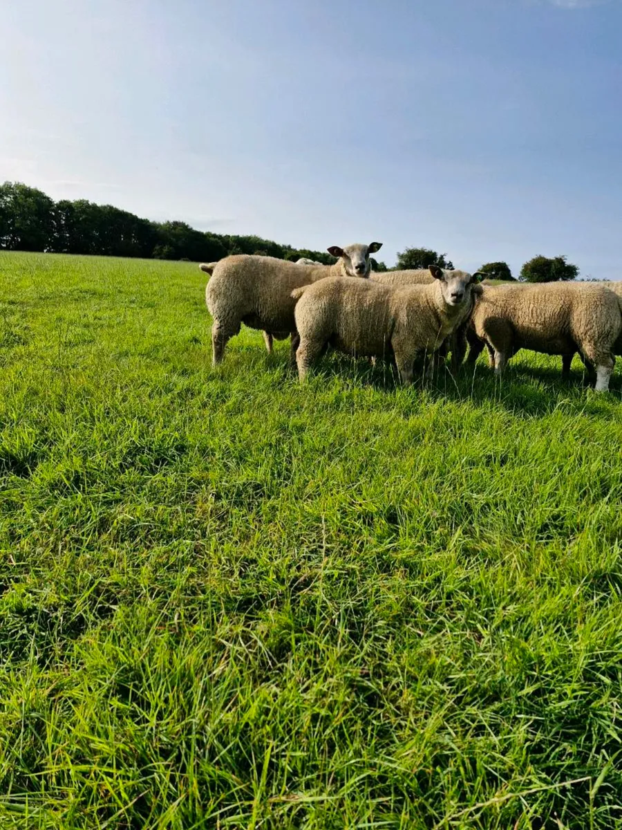 Pedigree Charollais Ram Lambs - Image 4