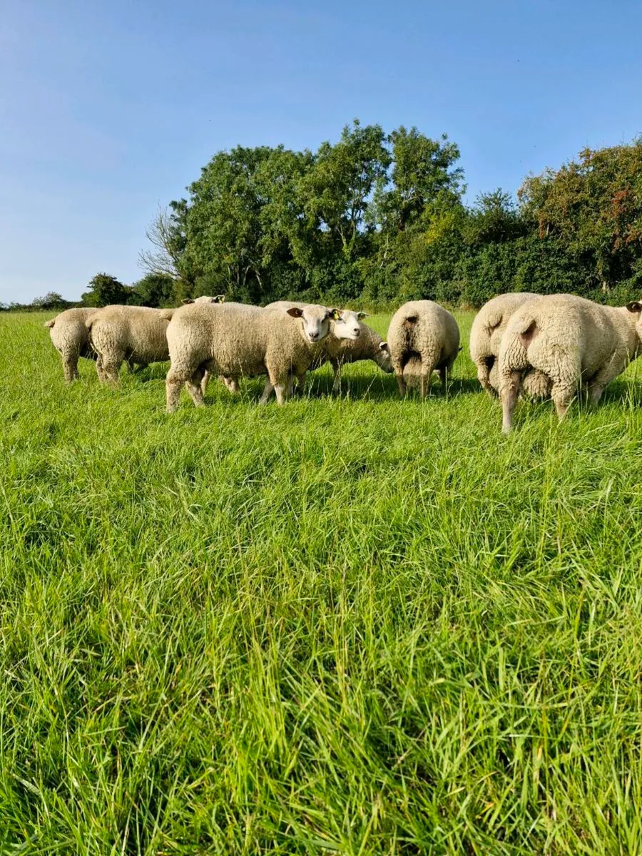 Pedigree Charollais Ram Lambs - Image 1
