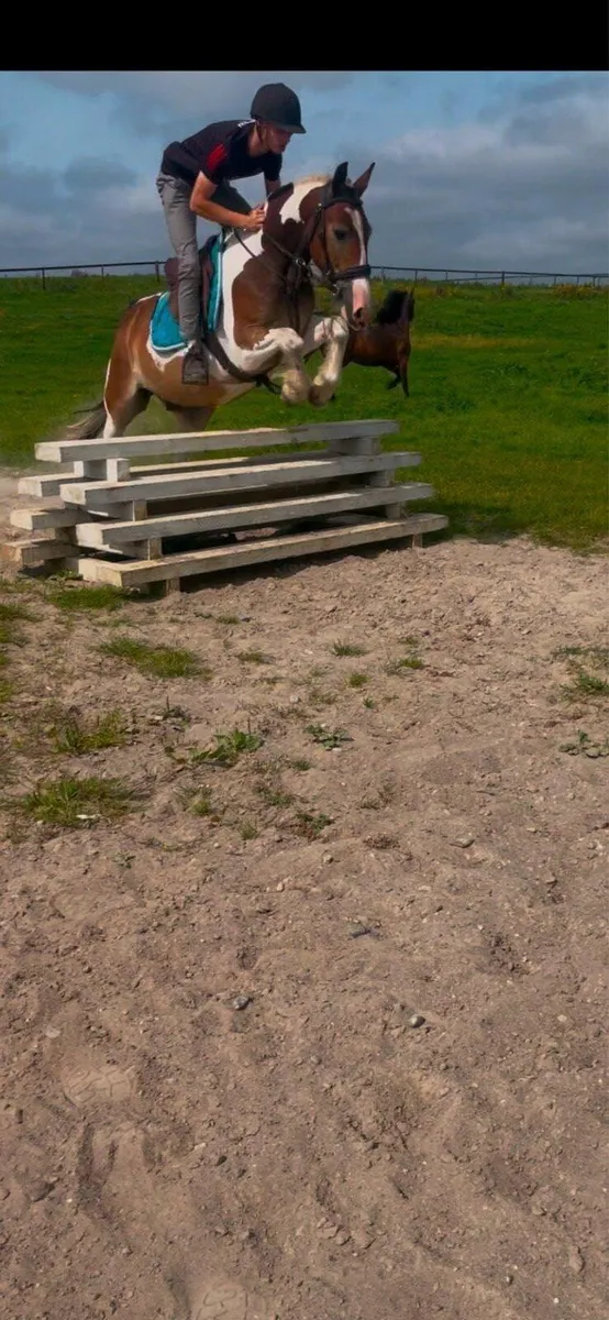 14hh pony - Image 2