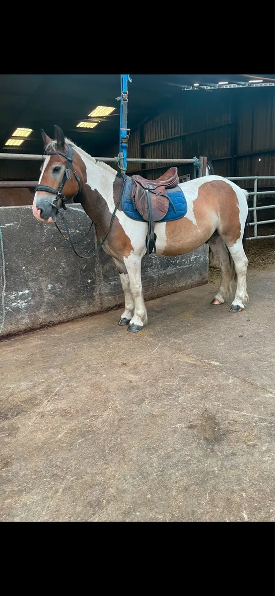 14hh pony - Image 3