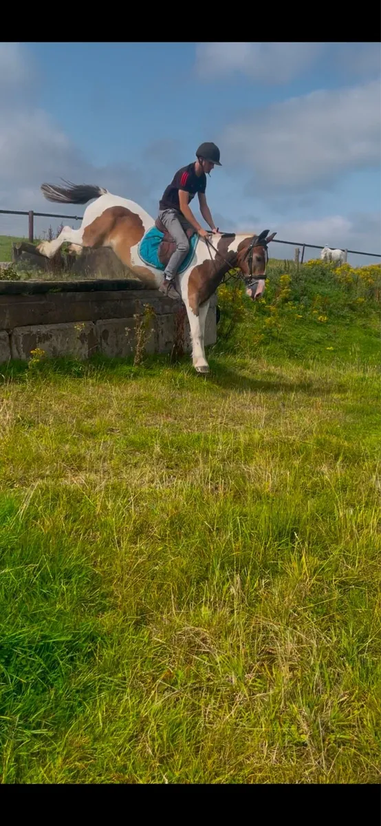 14hh pony - Image 1
