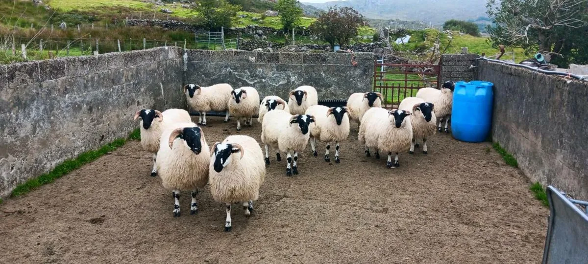 Ram lambs - Image 1