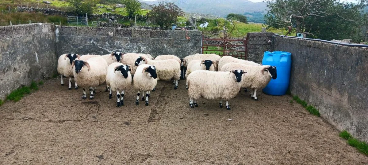 Ram lambs - Image 2