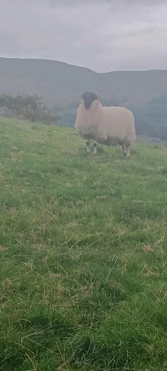 Ram lambs - Image 3