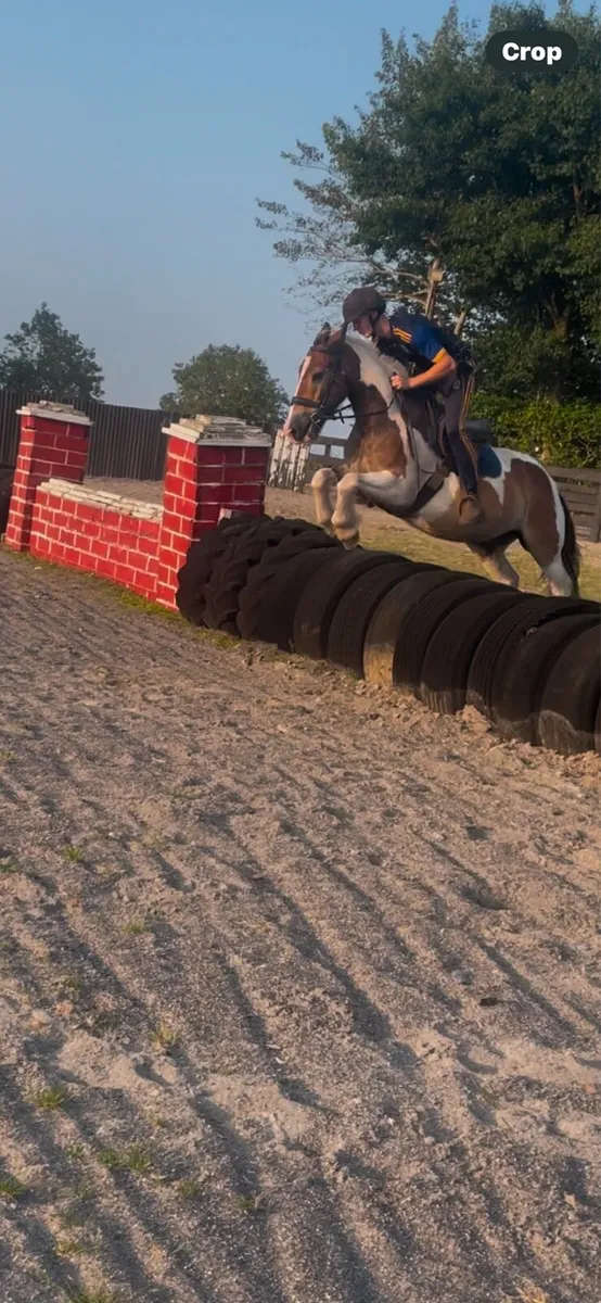 14hh pony - Image 4